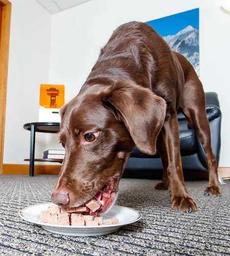 How to Feed Butch Pet Food