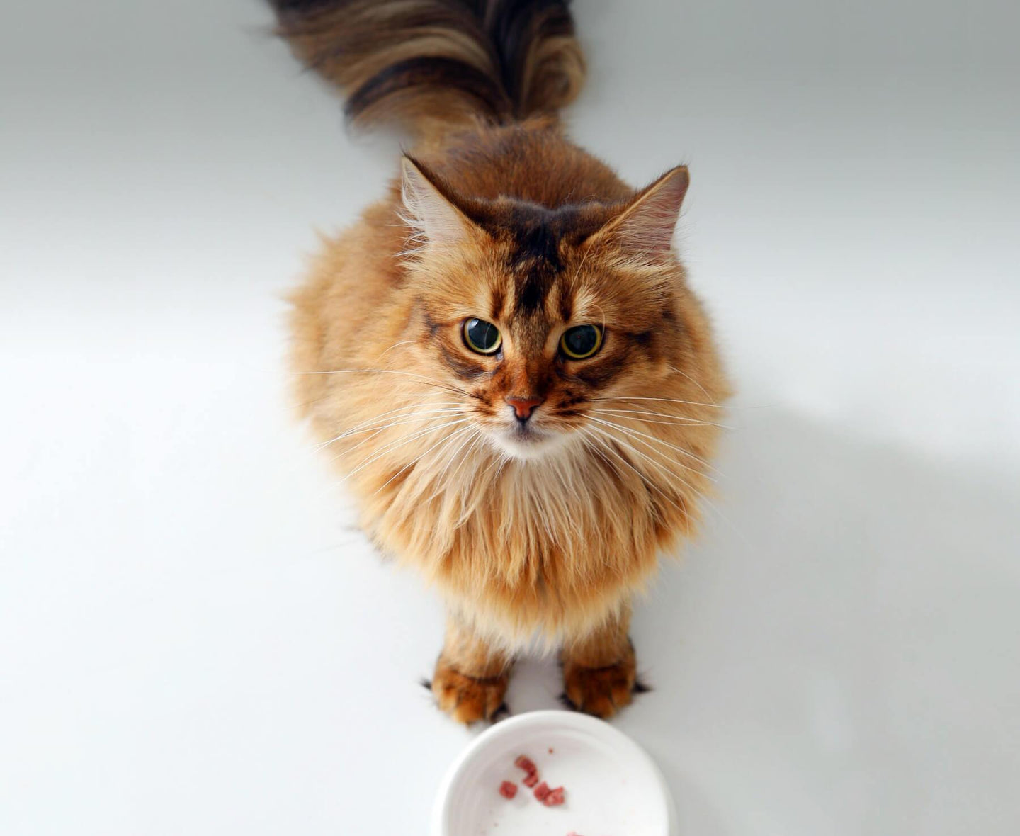 Cat Food